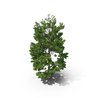 Maidenhair Tree PNG & PSD Images