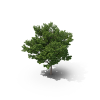 Maidenhair Tree PNG & PSD Images