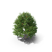 Persimmon Tree PNG & PSD Images