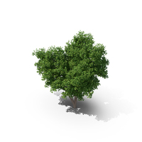 Elm Tree PNG & PSD Images