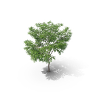 European Ash Tree PNG & PSD Images