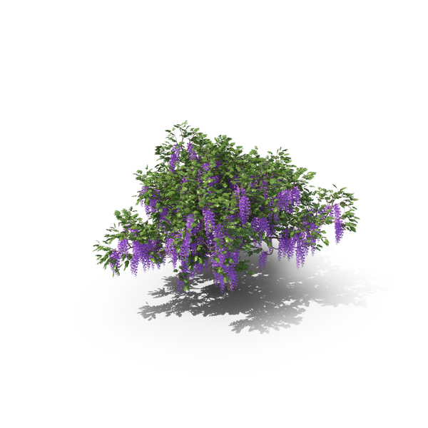 Wisteria Tree PNG & PSD Images