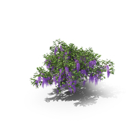 Wisteria Tree PNG & PSD Images