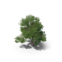 Eucalyptus Tree PNG & PSD Images