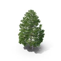Hopea Odorata Tree PNG & PSD Images