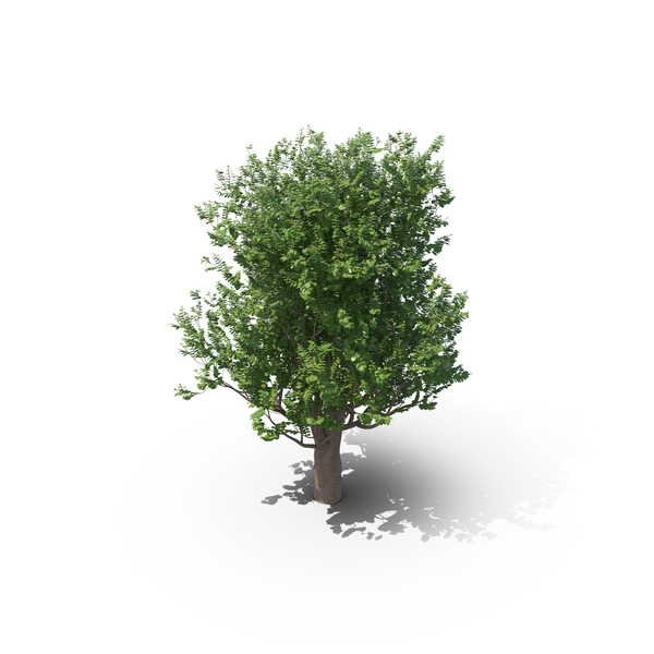 Hornbeam Tree PNG & PSD Images