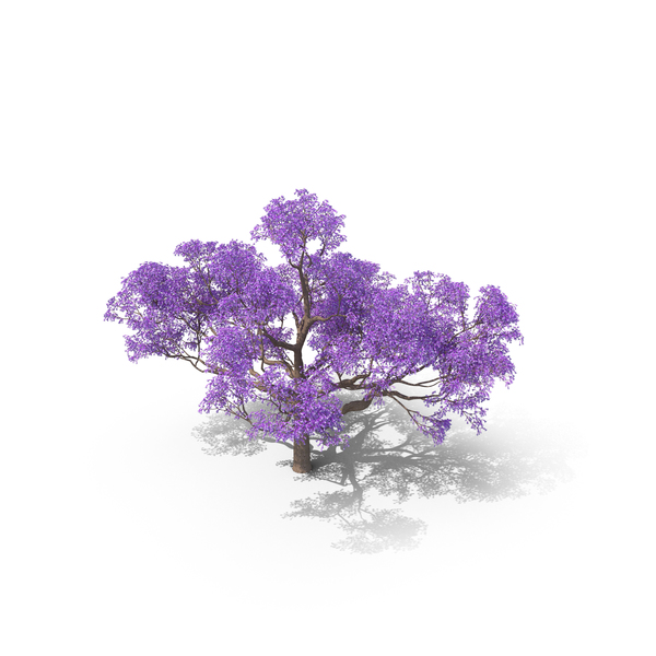 Blooming Jacaranda Tree without Leaves PNG Images & PSDs for Download