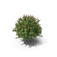 Jatropha Tree PNG & PSD Images