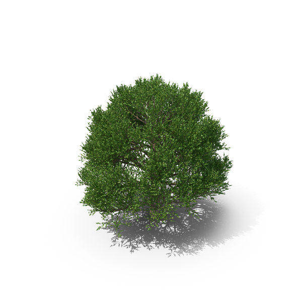Bay Laurel Tree PNG & PSD Images