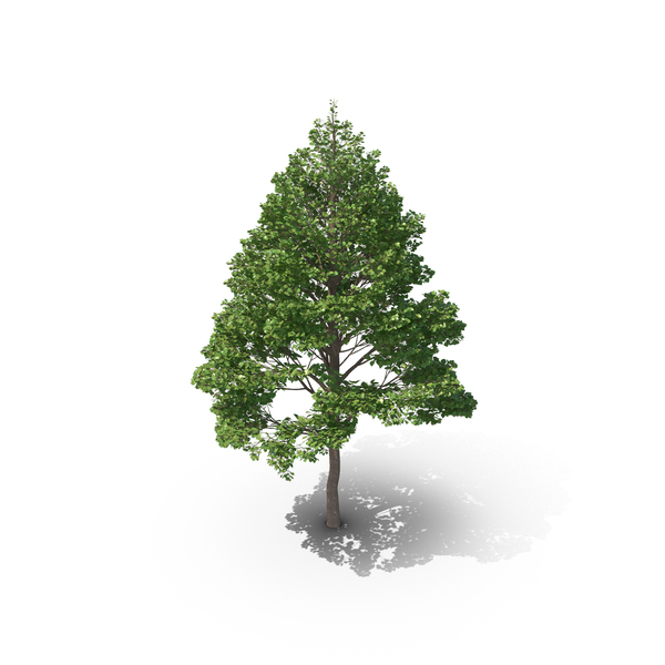 Linden Tree PNG & PSD Images