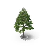 Linden Tree PNG & PSD Images