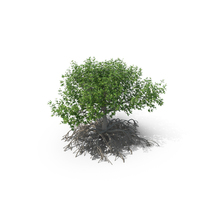 Mangrove Tree PNG & PSD Images