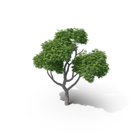Australian Cheesewood Tree PNG & PSD Images