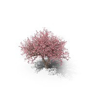 Magnolia Tree PNG & PSD Images