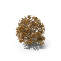 Persian Ironwood Tree PNG & PSD Images