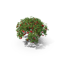 Pomegranate Tree PNG & PSD Images