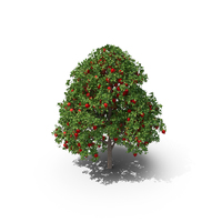Pomegranate Tree PNG & PSD Images