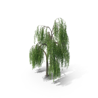 Weeping Willow Tree PNG & PSD Images