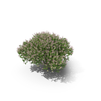 Soapberry Tree PNG & PSD Images