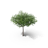 Elm Squat Tree PNG & PSD Images