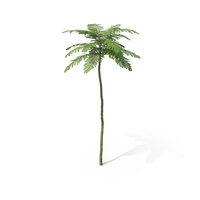Brazilian Fern Tree PNG & PSD Images