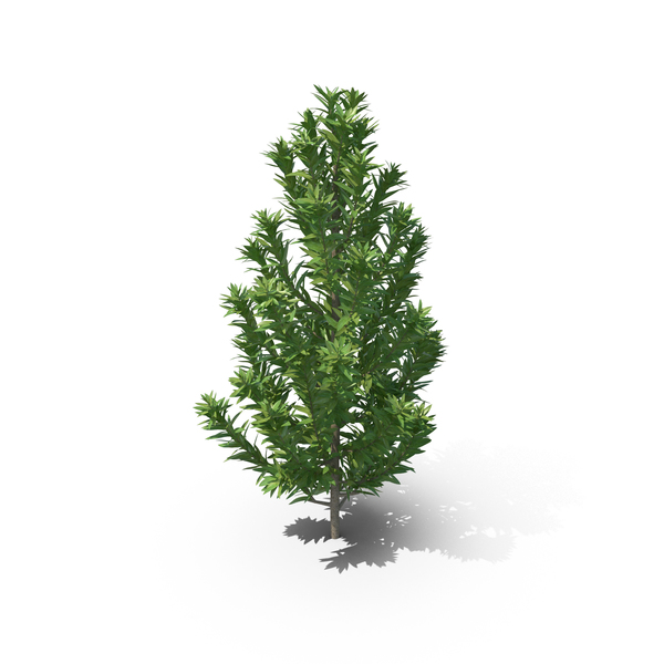 Senecio Leucadendron Plant PNG & PSD Images Senecio Leucadendron Plant PNG & PSD Images