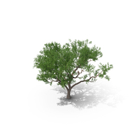 Rosewood Tipa Tree PNG & PSD Images