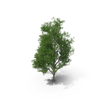 Rosewood Tipa Tree PNG & PSD Images