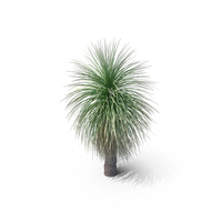 Grass Tree PNG & PSD Images