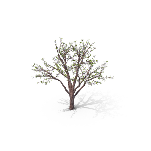 Flowering Tree PNG & PSD Images