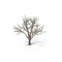 Flowering Tree PNG & PSD Images