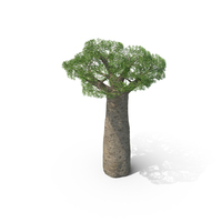 Baobab树PNG和PSD图像
