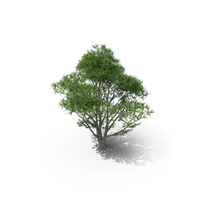 Beech Tree PNG & PSD Images
