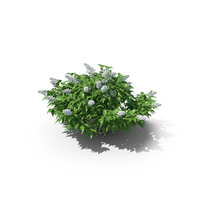 Deutzia Plant PNG & PSD Images