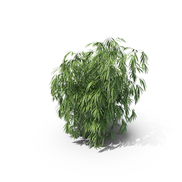 Bamboo PNG & PSD Images Bamboo PNG & PSD Images