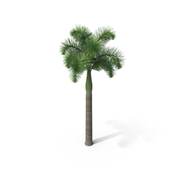 Palm Tree PNG Images, Download 12000+ Palm Tree PNG Resources with