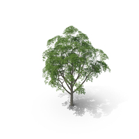 Gum Tree PNG & PSD Images