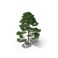 Matsu Pine Tree PNG & PSD Images