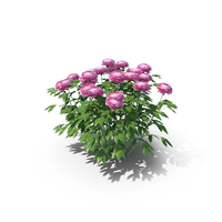 Peony PNG & PSD Images