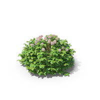 Meadow Sweets PNG & PSD Images