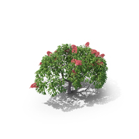 Royal Poinciana Tree PNG & PSD Images