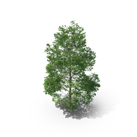 Canadian Poplar Tree PNG & PSD Images