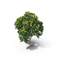 Golden Penda Tree PNG & PSD Images