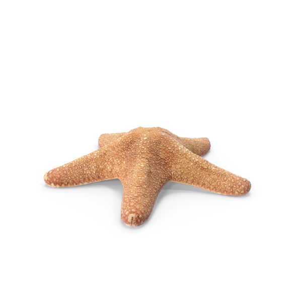 Pentaster Starfish PNG & PSD Images