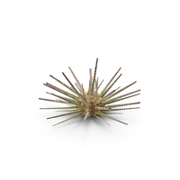 Pencil Urchin PNG & PSD Images