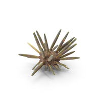 Slate Pencil Urchin PNG & PSD Images