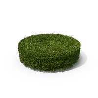 Cylindrical Hedge Shrub PNG & PSD Images