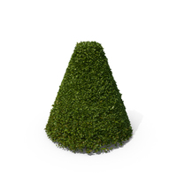 Cone Hedge Shrub PNG & PSD Images