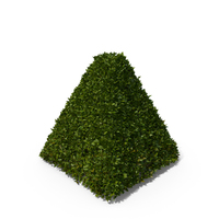 Pyramid Hedge Shrub PNG & PSD Images