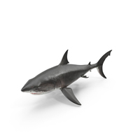 大鲨鱼PNG和PSD图像